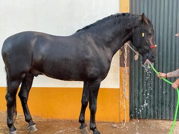 Traumschöner PRE Hengst, ISPA - Iberische Sportpferde Agentur, Konie na sprzedaż, Bedburg