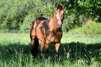 Wunderschöner PRE in buckskin - jung, lernfreudig & mega sitzbequem