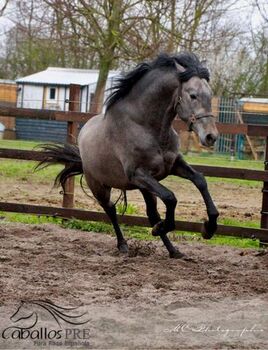 Wunderschöner Eyecatcher - 3 jährig - Bewegungsstark, Thomas Adams (Caballos PRE), Konie na sprzedaż, Bell