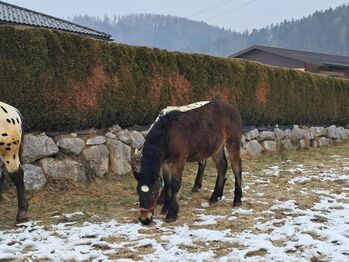 Wunderschöner Norikerjährling, Claudia, Konie na sprzedaż, Schlüßlberg
