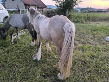 Wunderschöner Silverdapple Jährling
