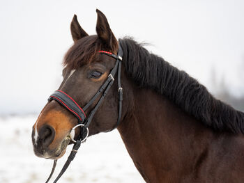 Wunderschöne Trense von Bellora Equestrian (schwarz und rot), Bellora Equestrian, Bellora Equestrian, Ogłowia, Budakalász