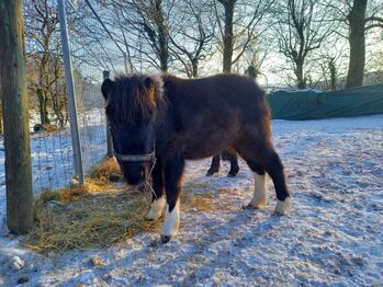 schönes, liebes American-Shetland-Pony Hengstfohlen "Onyx"