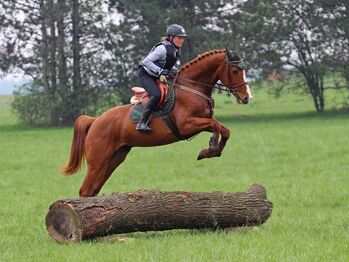 Wunderschöner Gidran-Wallach - talentiert & vielseitig einsetzbar, Carina, Konie na sprzedaż, Per