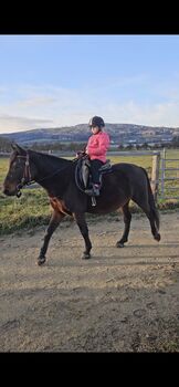 Wunderschöner Wallach, Manuel Graf, Konie na sprzedaż, Oberteuringen