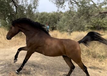 Wunderschöner Vollblut-Pony-Mix Wallach sucht zuhause, Anna, Konie na sprzedaż, Mytilini