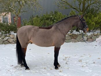 Wunderschöner Pre Wallach