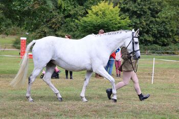 Beautiful welsh thoroubred 15.1hh