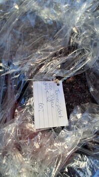 Tunierjacket von Pikeur in Größe 42 Pikeur