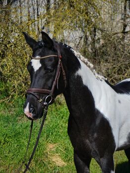 Pintabian Hengst, Pia, Horses For Sale, Rielasingen 