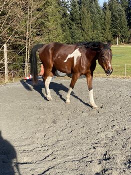 Pinto Araber, Sabrina W., Horses For Sale, Wolfurt