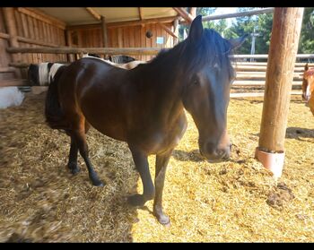 Pinto/Friesen Mix
