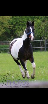 Schecke Wallach, Andrea, Horses For Sale, Retz
