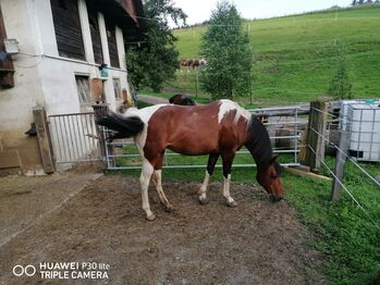 Pintostute, Michael Macheiner, Horses For Sale, 8822 Mühlen