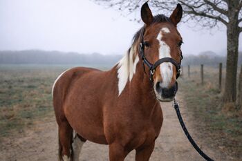 Pinto-Wallach, Julia , Horses For Sale, Putzing