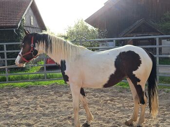 Pintostute, Gerlinde Webersberger , Horses For Sale, Moosdorf 