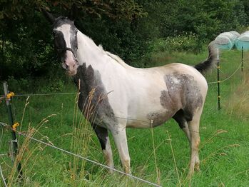 Pintostute, Claudia Auer, Horses For Sale, Peuerbach 