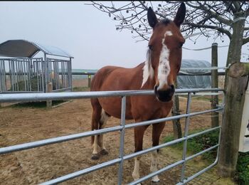 Pinto-Wallach, Julia , Horses For Sale, Putzing