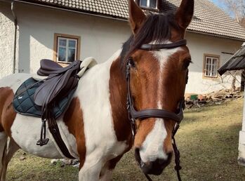 Pinto-Warmblut Mix Wallach