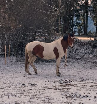 Pinto-Warmblut Mix Wallach, Michelle Flaumitsch, Horses For Sale, Matschiedl 