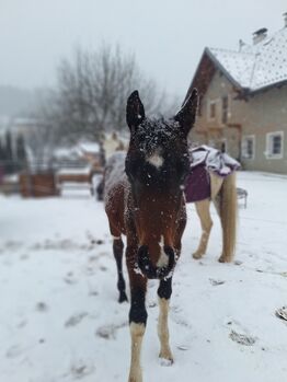 Pinto Absetzer Stutfohlen