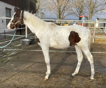 Scheckhengst Absetzer Pinto WB Hb1, Verena Kunz, Horses For Sale, Untermarchtal