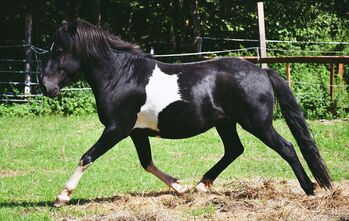 Pipar von der Sickingerhöhe, Klara Herzig, Horses For Sale, Bruchmuehlbach-Miesau