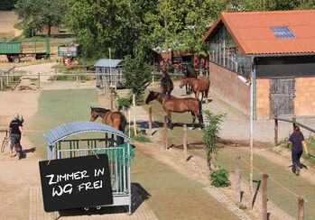 Platz in Bewegungsstall / Offenstall - Nähe Göttingen/Witzenhausen, Swantje Schröter, Horse Stables, Neu-Eichenberg