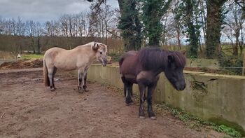 Platz in Offenstall/Laufstall frei (Diät/Hufrehe geeignet) in Eschweiler, M. Lenzen, Horse Stables, Eschweiler