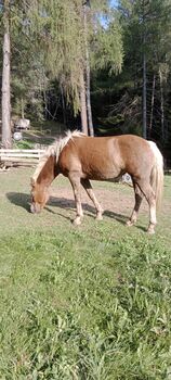 Platz vor Preis, Robert Auer, Horses For Sale, Unterperfuss