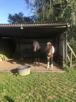 Platz im Offenstall frei