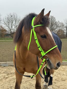 Kunststoff Zaumzeug NEONGRÜN glänzend, Maya (Swisshorseshop), Bridles & Headstalls, Frauenfeld