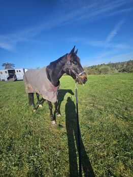 Gebiss Kunststoff, Beris z. B. , Nina, Horse Bits, Seybothenreuth