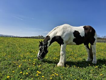 Platz im privaten Offenstall nähe Wien