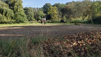 Platz in Offenstall/Laufstall frei (Diät/Hufrehe geeignet) in Eschweiler