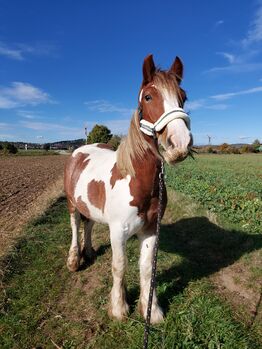 Verspielter Tinker Wallach Robbie