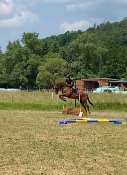 Pflege- oder Reitbeteiligung