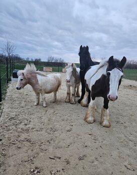 🐴 Pflege-/Reitbeteiligung für zwei Tinker-Wallache in 2143 Althöflein 🐴, Tamara, Horse Sharing, Harrersdorf