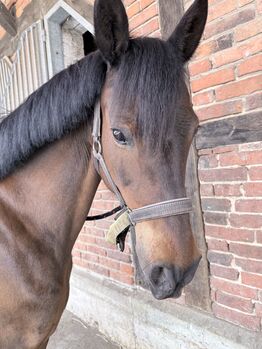 Pflegebeteiligung gesucht, Jana, Horse Sharing, Oelde
