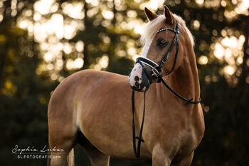 Pflegebeteiligung für schelmischen 13 jährigen Wallach gesucht, Denise Fuchs, Horse Sharing, Rodgau
