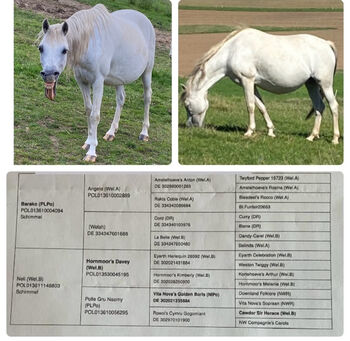 -PLPO-Welsh Pony-Mix-Zucht-Stute-2010- mit Hengstfohlen bei Fuss