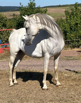-PLPO-Welsh Pony-Mix-Zucht-Stute-2010- mit Hengstfohlen bei Fuss, Pinayvana, Horses For Sale, Vierherrenborn