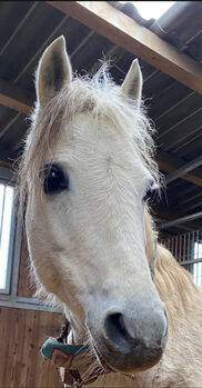 -PLPO-Welsh Pony-Mix-Zucht-Stute-2010- mit Hengstfohlen bei Fuss