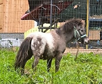 Schmuseponys zum Verlieben aus erster Hand, P.a., Konie na sprzedaż, Bruck an der Mur 