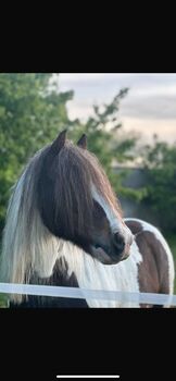 Anfänger pferd kinderpony lehrpferd, Yvonne , Konie na sprzedaż, Grimma