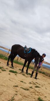 Polnische Warmblut Stute, Roxana Rockstroh , Horses For Sale, Wasungen OT Öpfershausen