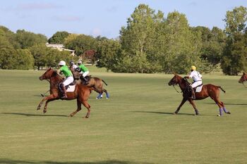 Polo Pony Mare, Carolyn Thow, Pferd kaufen, Alvarado