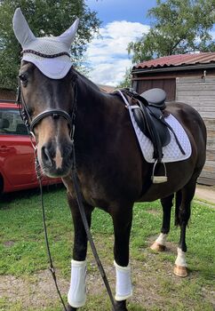 Polnisches Edel  Warmblut