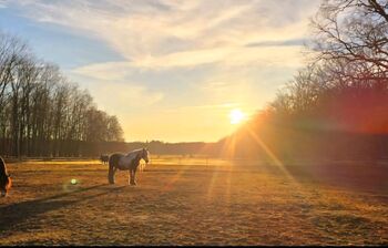Stallhilfe Teilzeit in Mülheim gesucht