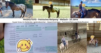 Western Reitpony - 10 Jahre - Wallach, Iris, Horses For Sale, Frankenmarkt 
